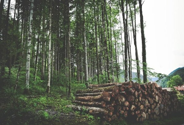 How to Ensure Sustainable Forestry Practices in Wood-Sourced Real Estate Projects?